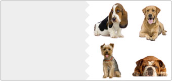 Autocollants Chiens